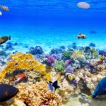 10 of the world’s most gorgeous scuba diving destinations