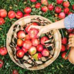 Top 10 prettiest apple orchards in the United States