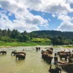 Sri Lanka: Travel guide for the adventurous tourist