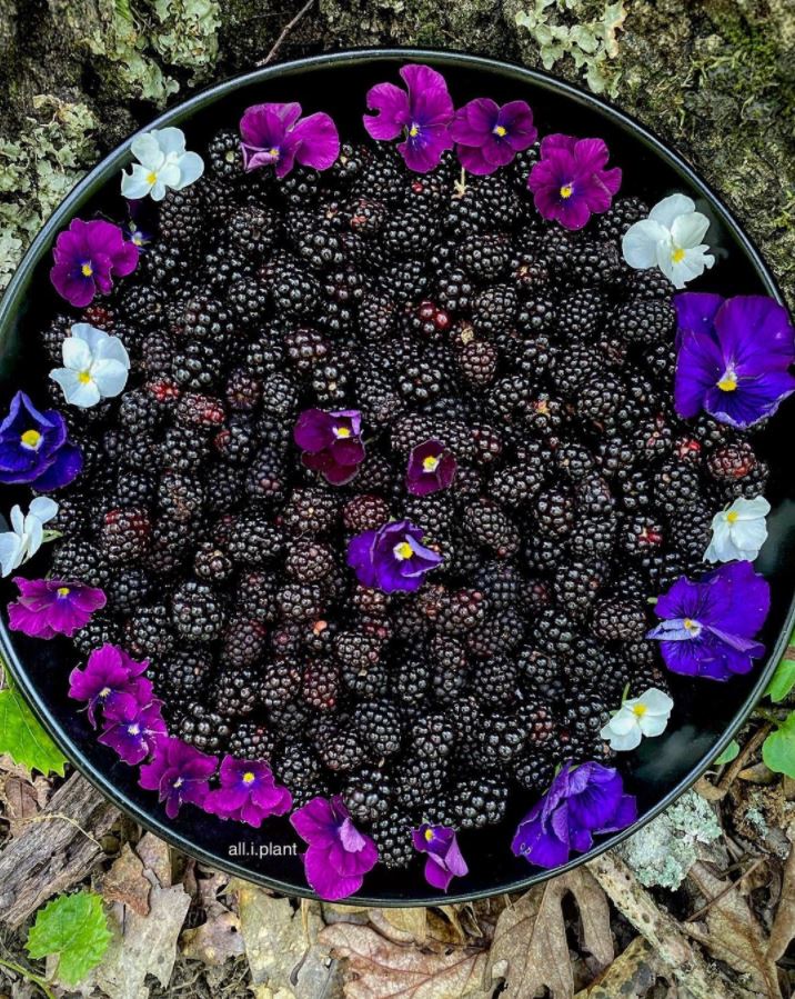 blackberries