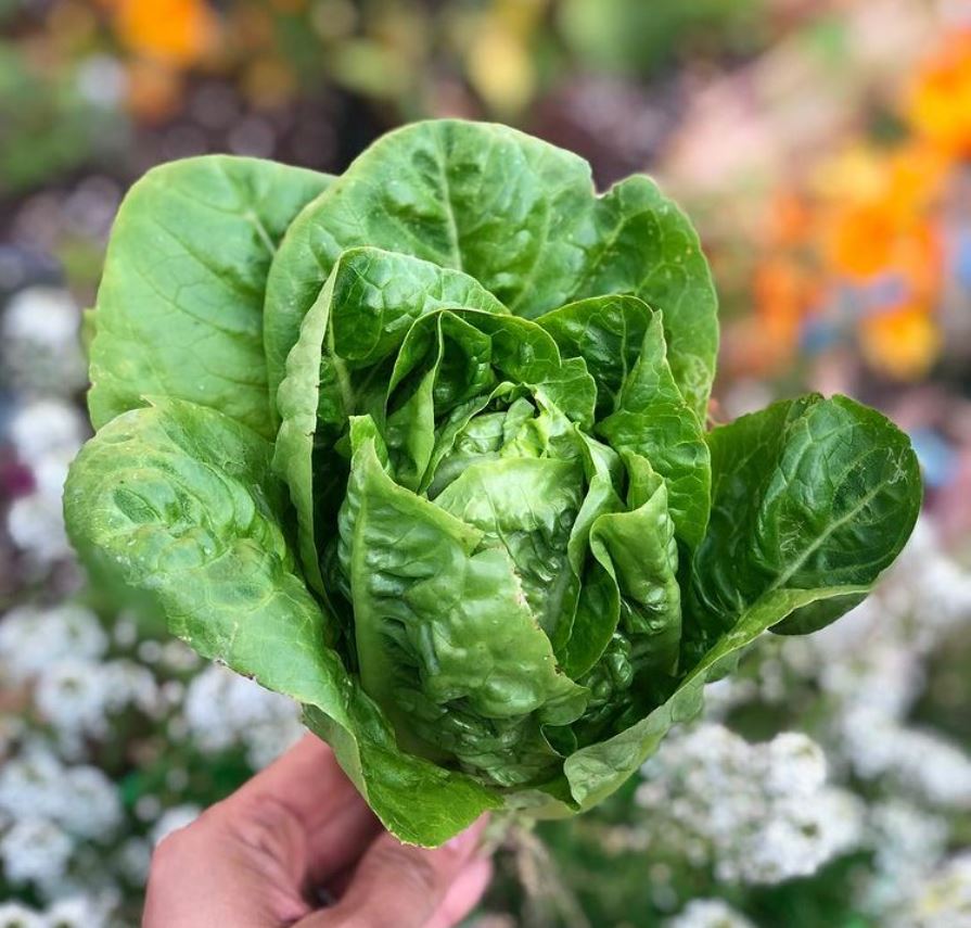 lettuce