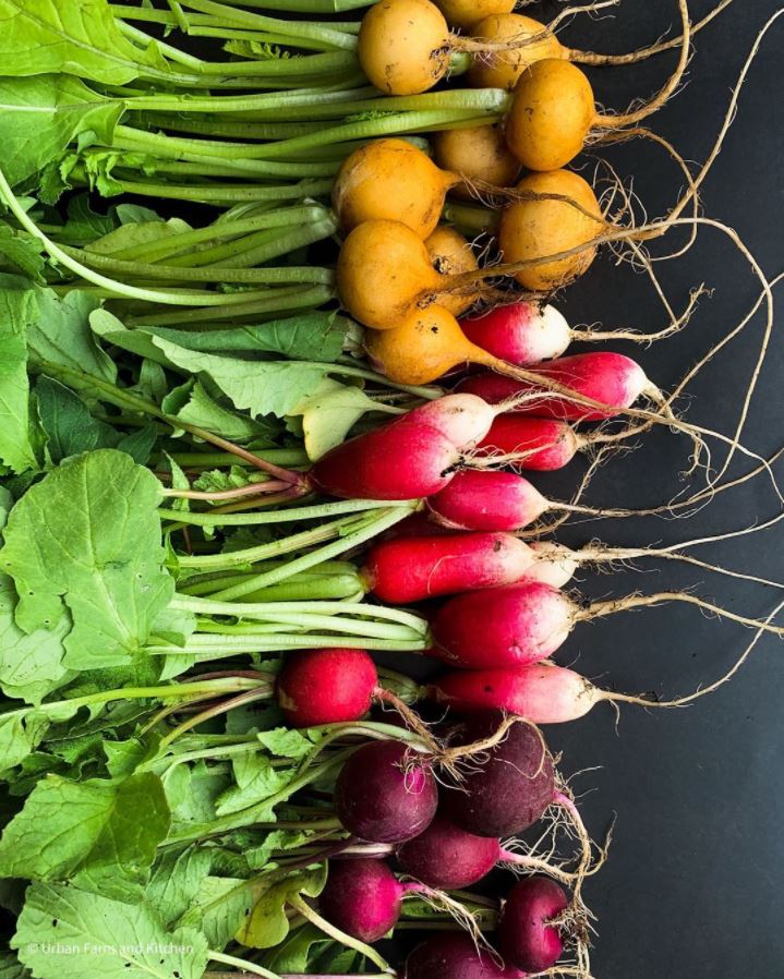 radishes