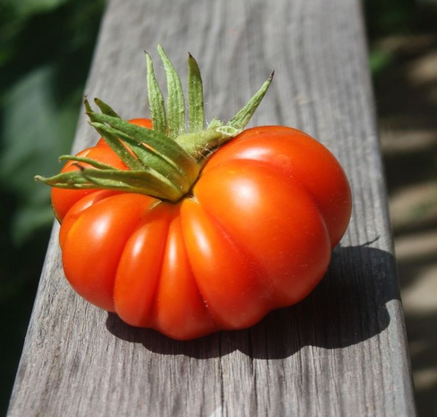 tomato