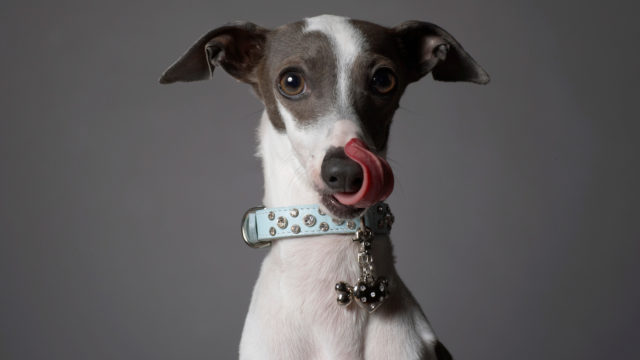 Best and Worst Dog Breeds For Seniors