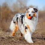 Best and Worst Dog Breeds For Seniors