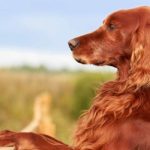 Best and Worst Dog Breeds For Seniors