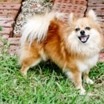 Best and Worst Dog Breeds For Seniors