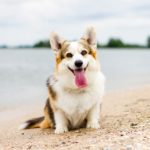 Best and Worst Dog Breeds For Seniors