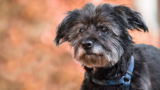 Tips for Taking Good Care of Senior Dogs