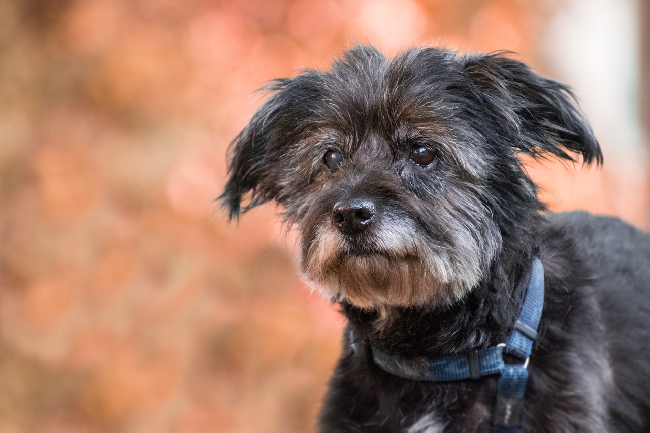 Tips for Taking Good Care of Senior Dogs