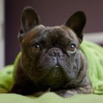 Best and Worst Dog Breeds For Seniors