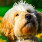 Best and Worst Dog Breeds For Seniors