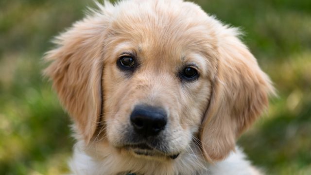 The Quietest Dog Breeds