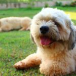 Best and Worst Dog Breeds For Seniors