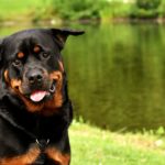 Best and Worst Dog Breeds For Seniors