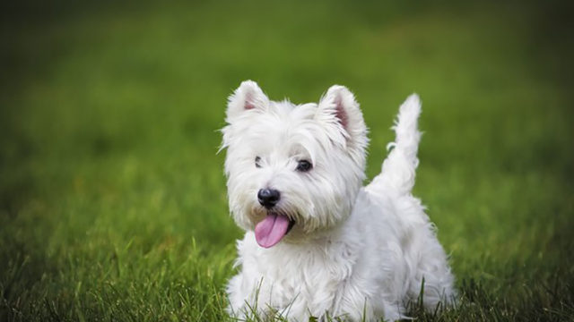 Here is The Top 20 Most Loyal Dog Breeds You Can Find