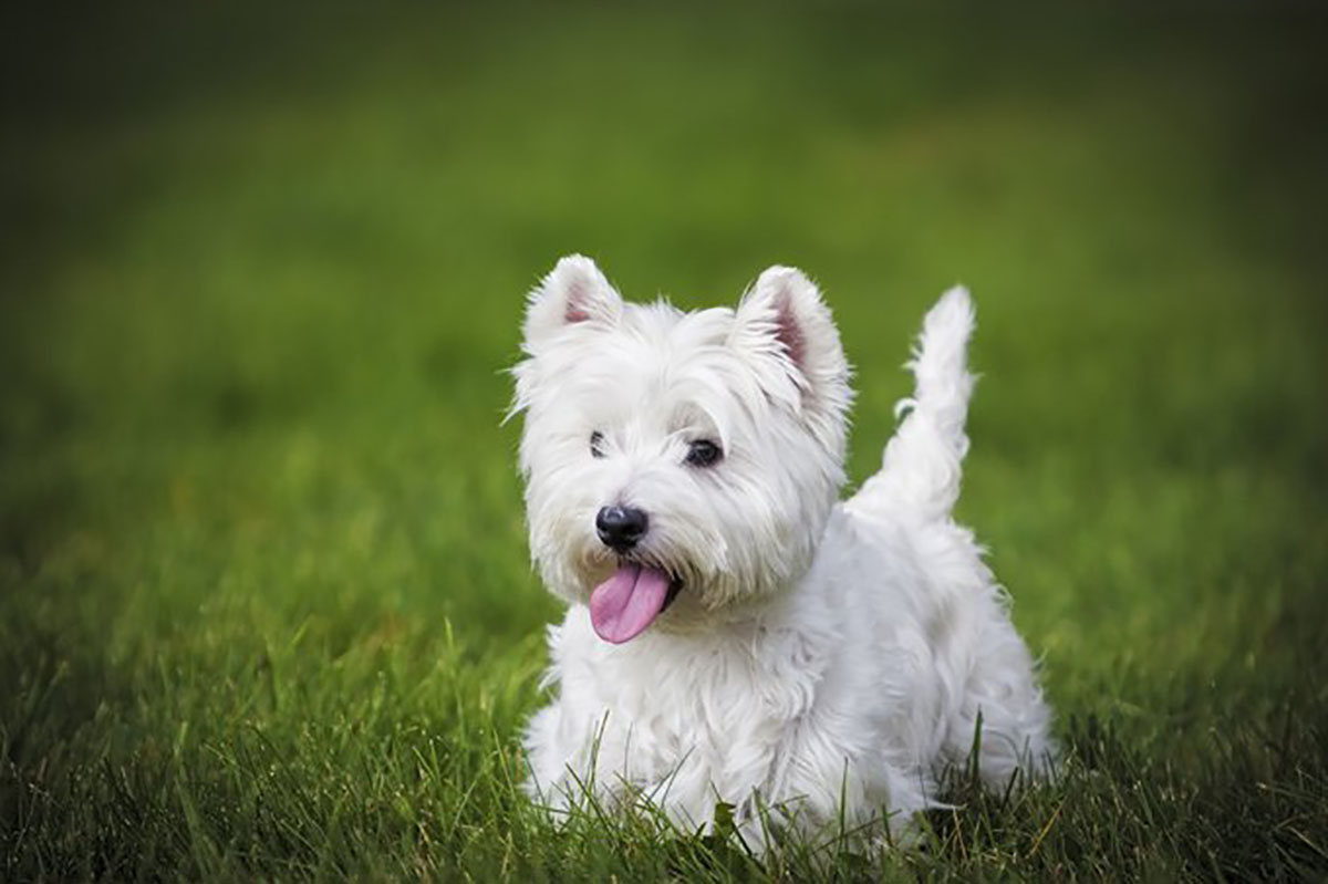 small protective dog breeds