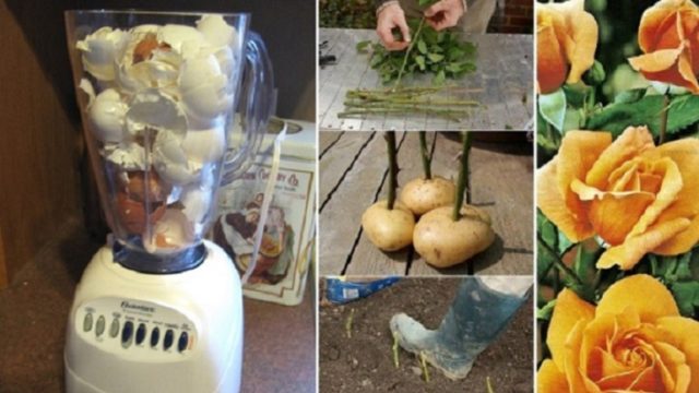 Incredibly Useful Garden Tips That Actually Work!