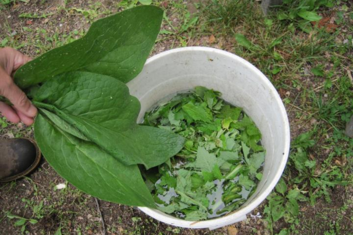 Bucket of Fertilizer Tea 