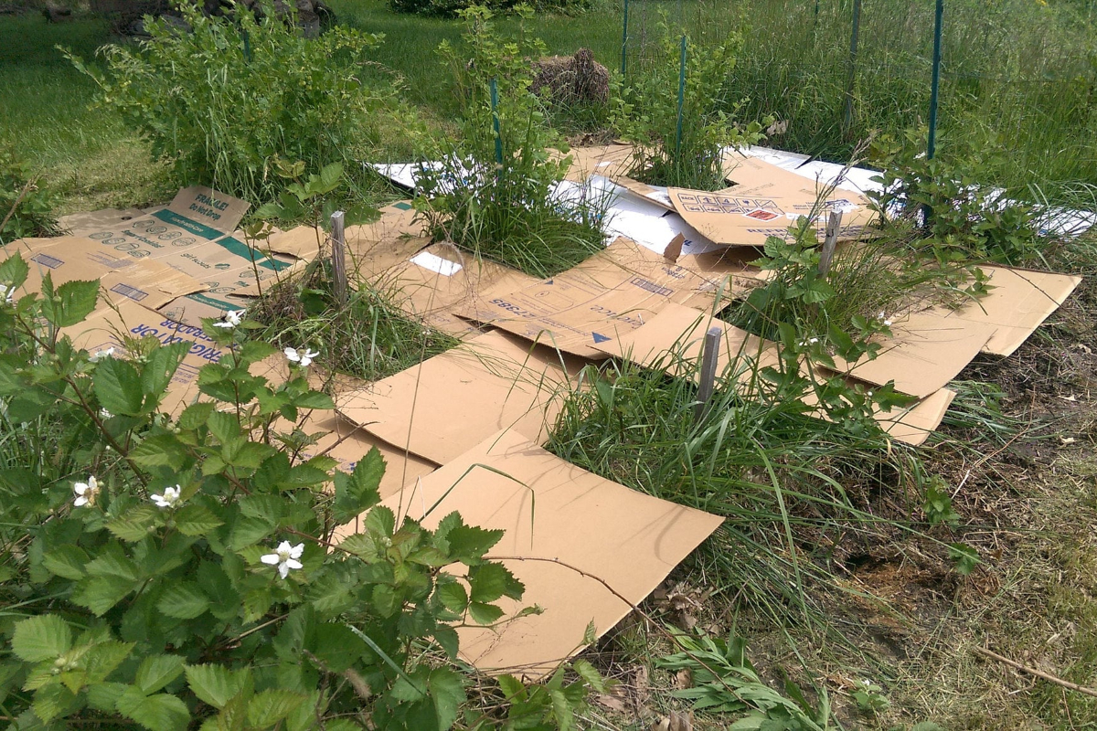 Cardboard Laid on Ground in Garden 