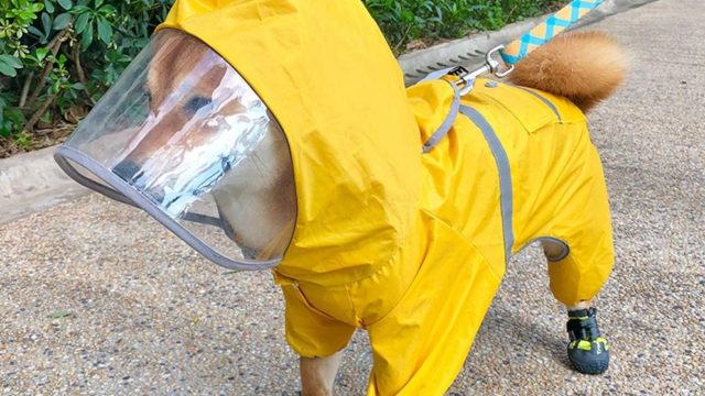 The 30 Best Posts That Show How Dogs Handled Quarantine
