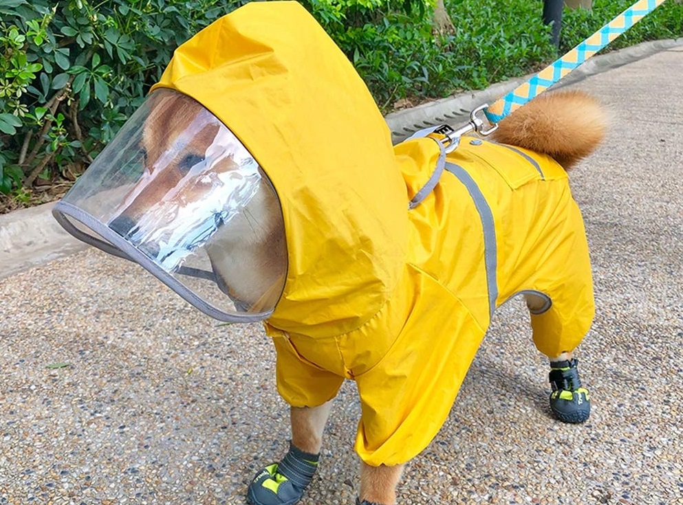 The 30 Best Posts That Show How Dogs Are Handling Quarantine