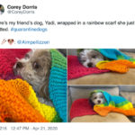 The 30 Best Posts That Show How Dogs Handled Quarantine