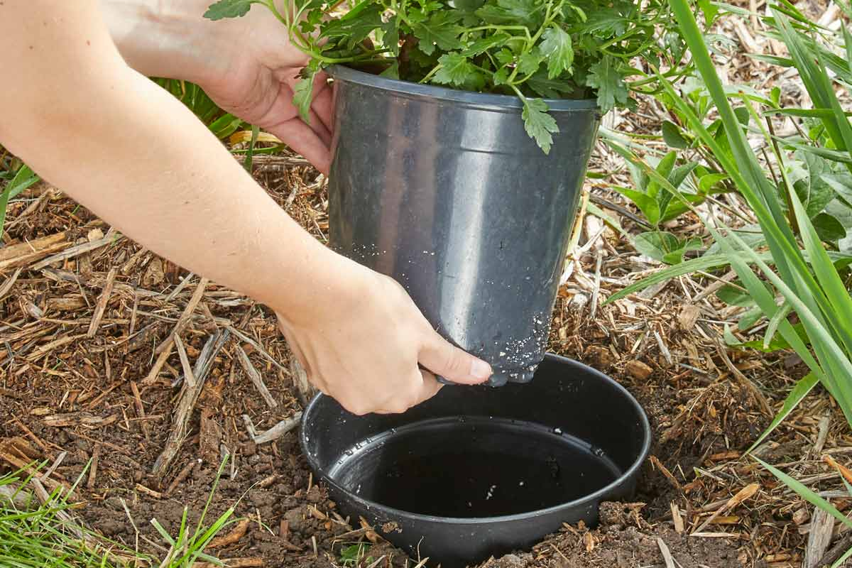 Double Potted Plants 