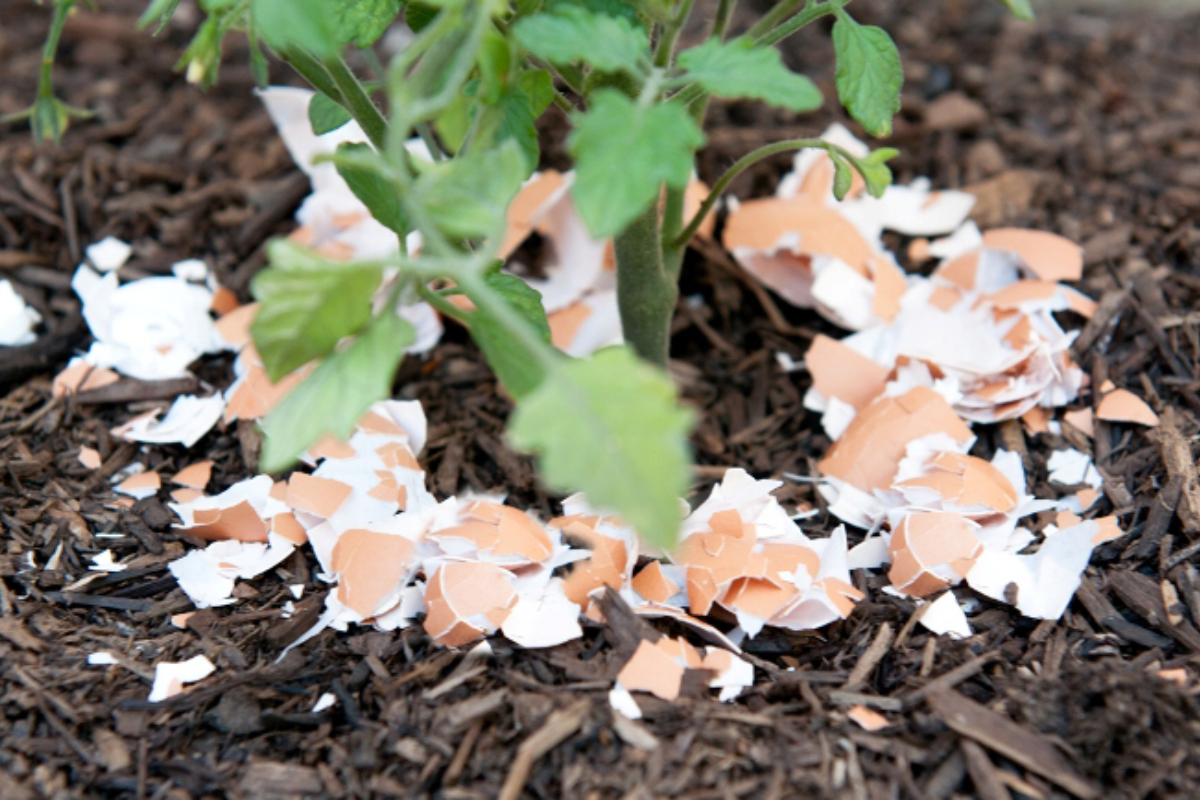 Egg Shells Around Plant 