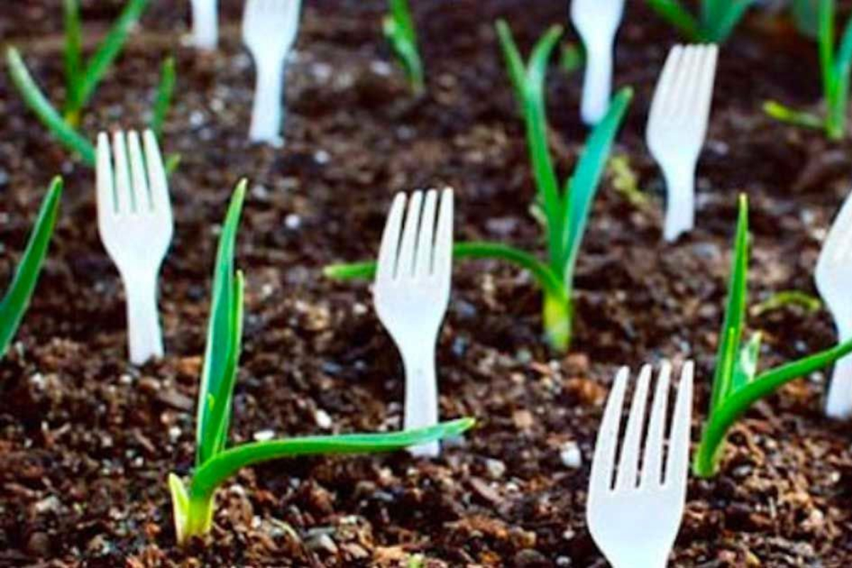 Forks in Garden 