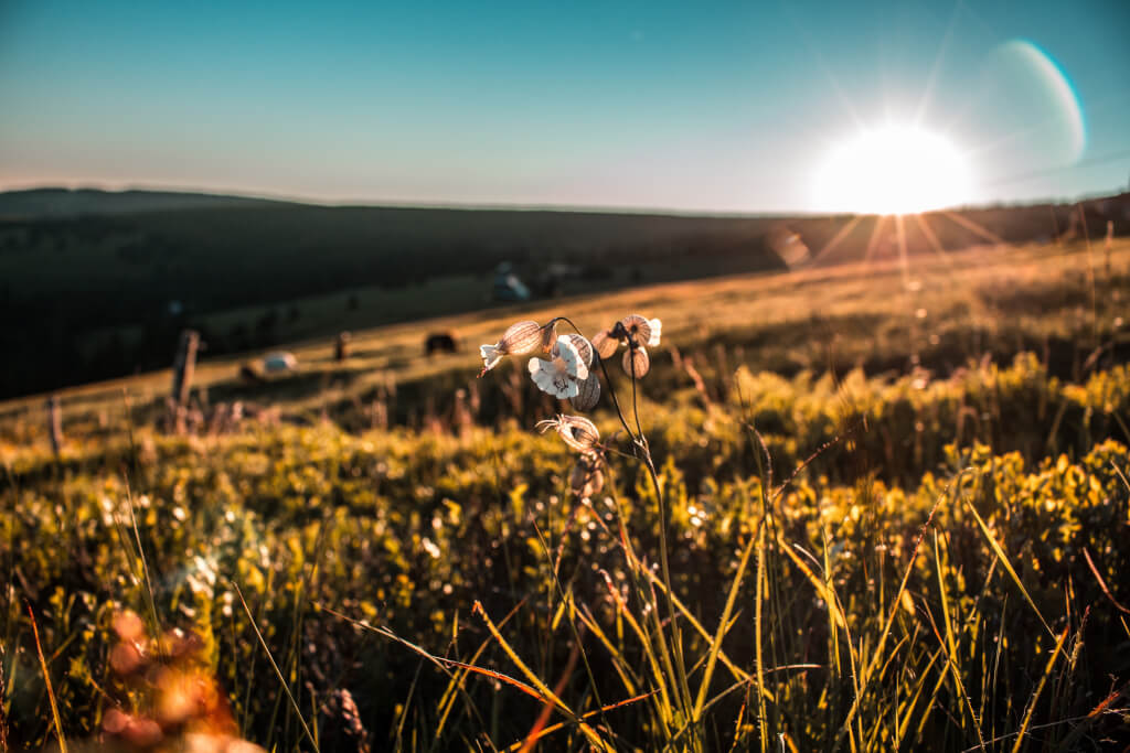 field