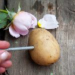 Incredibly Useful Garden Tips That Actually Work!