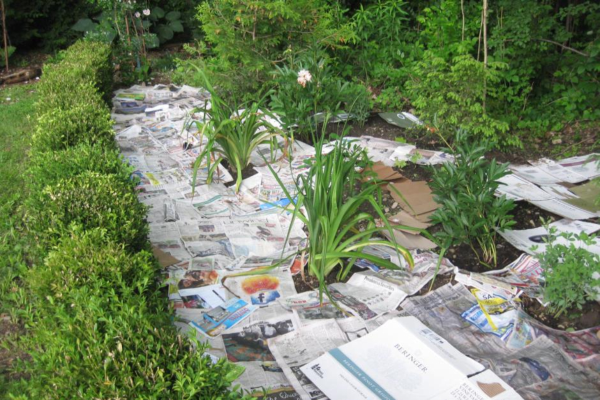 Newspaper Laid Down in Garden 