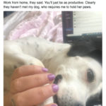 The 30 Best Posts That Show How Dogs Handled Quarantine
