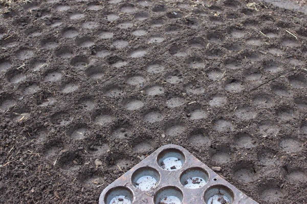 Muffin Tray Planting Grid