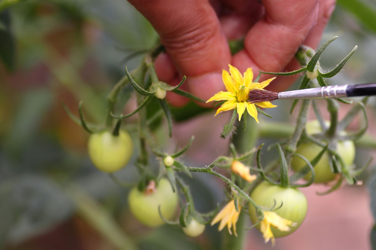 flower