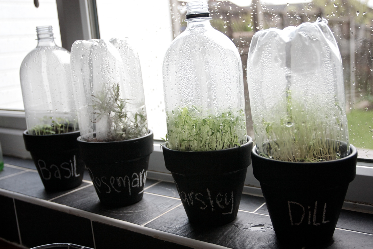Soda Bottles as Mini Greenhouses 