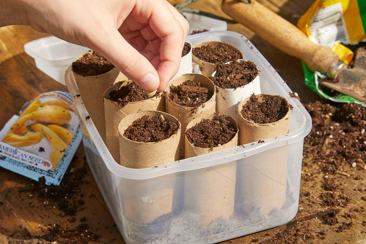 Toilet Paper Rolls Filled With Soil