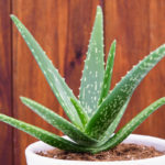 20 Easy Indoor Plants Even Inexperienced Gardeners Can’t Kill