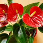 20 Easy Indoor Plants Even Inexperienced Gardeners Can’t Kill