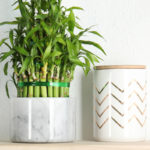 20 Easy Indoor Plants Even Inexperienced Gardeners Can’t Kill