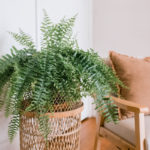 20 Easy Indoor Plants Even Inexperienced Gardeners Can’t Kill