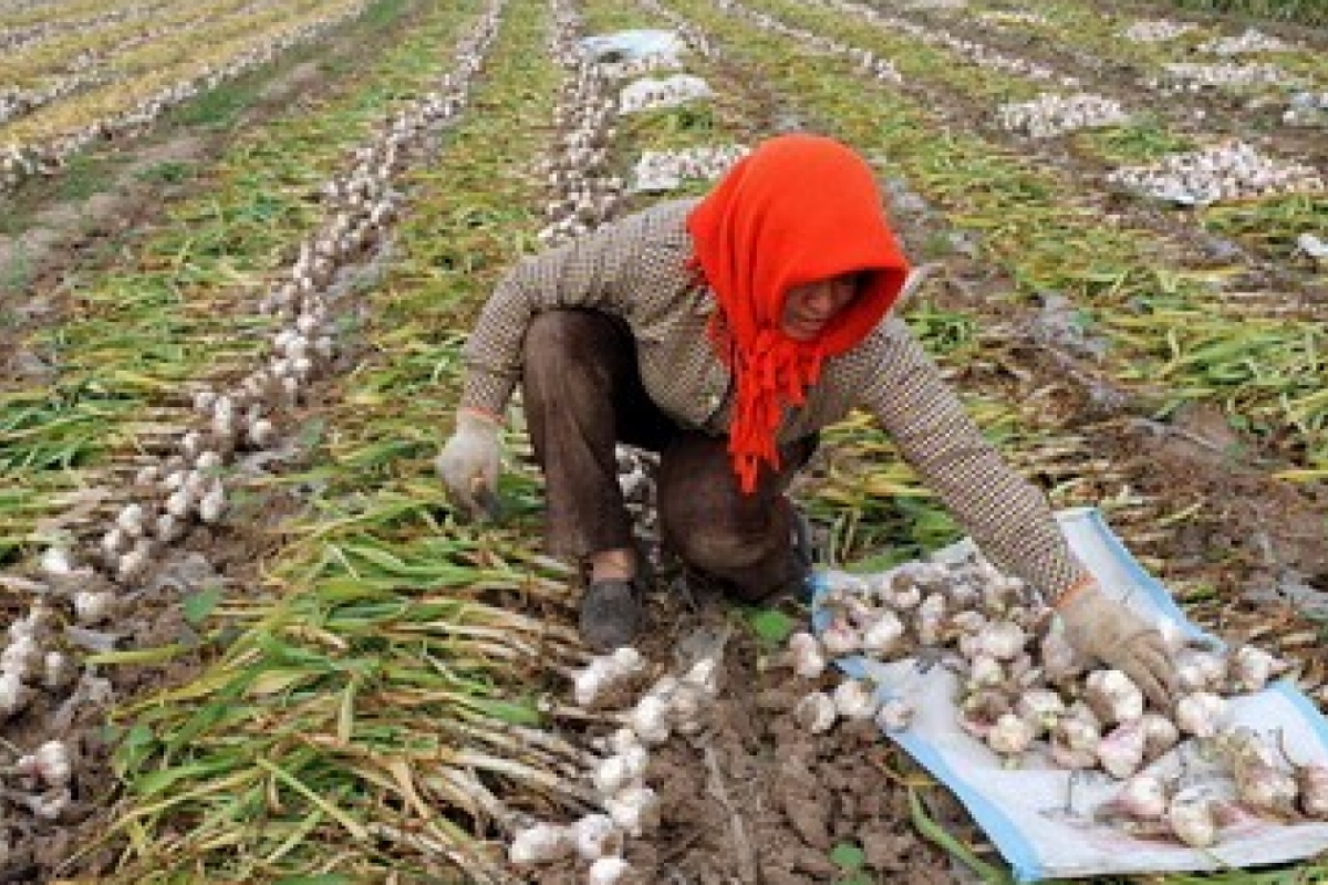 garlic field