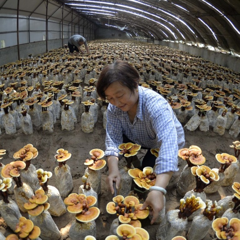 chinese mushroom greenhouse