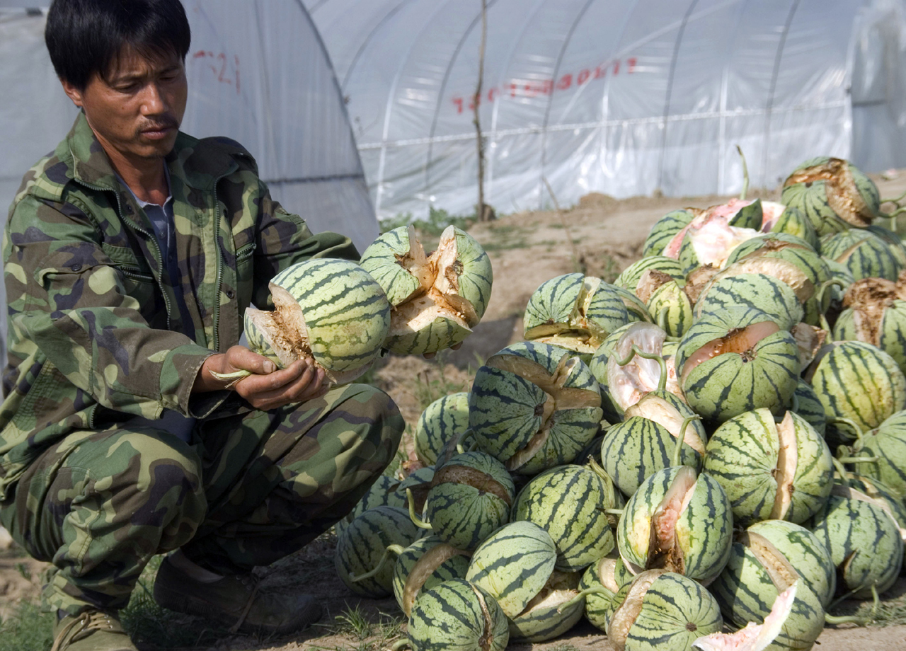 exploded watermelons