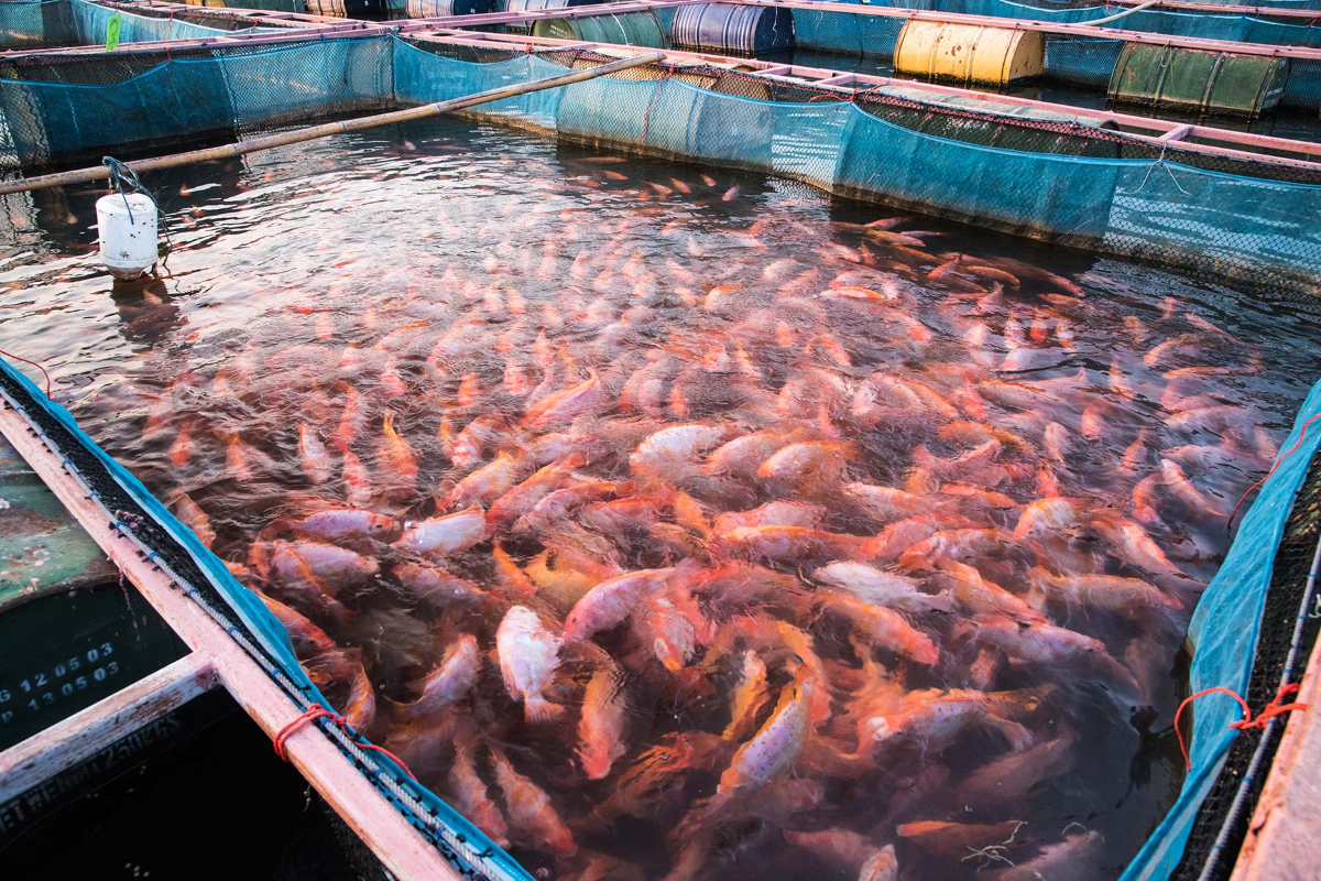 Hundreds in Fish In Small Tank