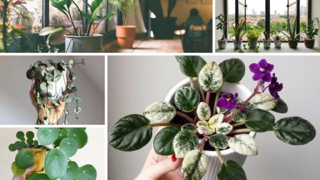 20 Easy Indoor Plants Even Inexperienced Gardeners Can’t Kill