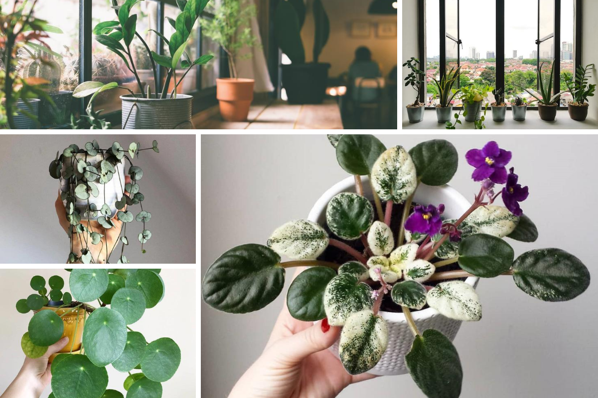 20 Easy Indoor Plants Even Inexperienced Gardeners Can’t Kill