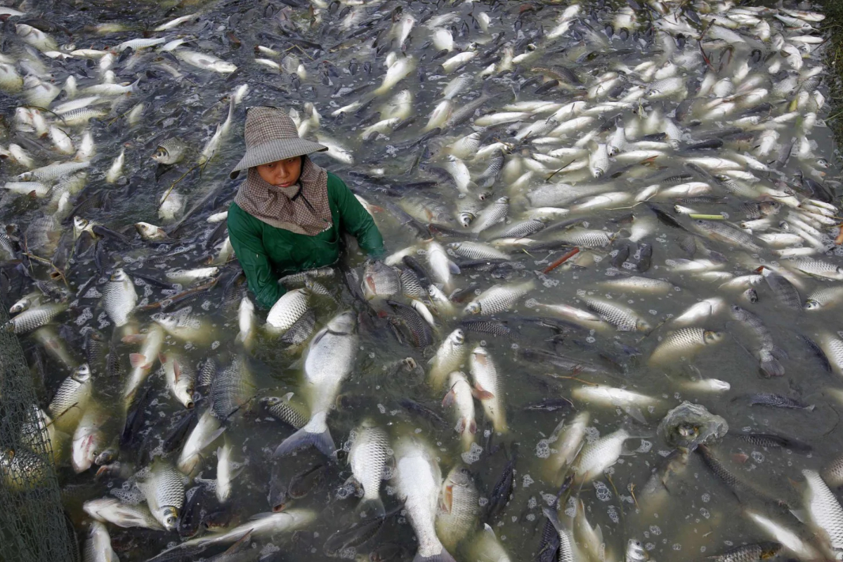 Person in Water With Fish