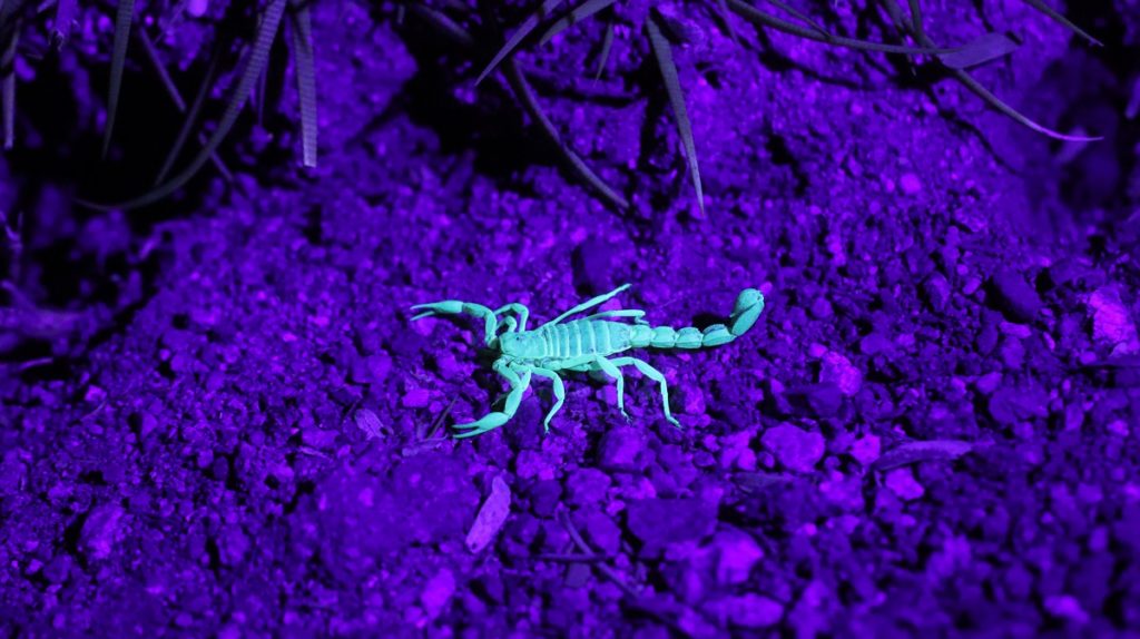 These Weird Creatures Live In The United States